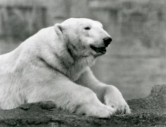 En isbjørn hviler på en klippeafsats i London Zoo i 1931 (s/h foto)