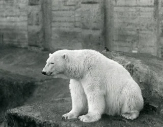 En isbjørn sidder på en klippeside i London Zoo i september 1927