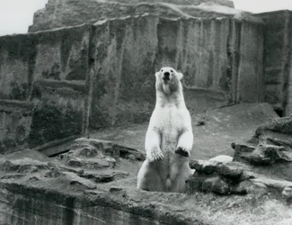 En isbjørn, der sidder oppe i sin indhegning ved bunden af Mappin-terrasserne i London Zoo i september 1928 (s/h-foto)