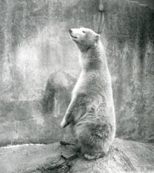 En isbjørn, der sidder op på sine lænder i London Zoo i 1929 (s/h-foto)