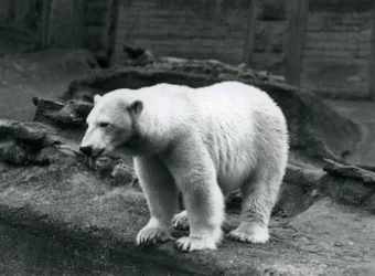 En isbjørn stående ved kanten af dens indhegning ved bunden af Mappin Terraces, London Zoo, september 1928 (s/h foto)