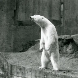 En isbjørn stående oprejst på bagbenene ved kanten af sit indhegning på Mappin Terraces i London Zoo