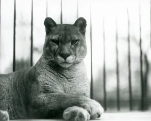 En Puma/Cougar/Mountain Lion/Catamount hviler i London Zoo i 1931 (s/h foto)