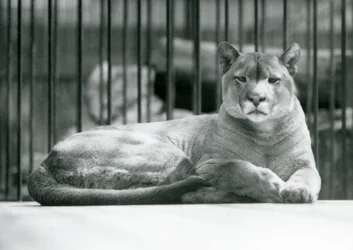 En PumaCougar Mountain Lion liggende i sin indhegning i London Zoo i juni 1925