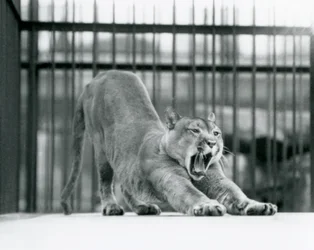 En Puma Cougar Mountain Lion gaber og strækker sig i London Zoo i juni 1925