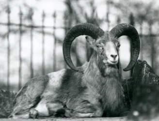 En vædder siddende i London Zoo, 1925