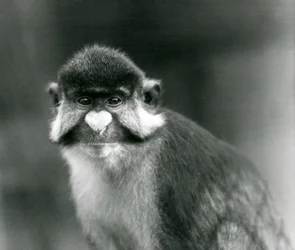 En rødhaleabe, sorthovedet hvidnæset abe eller Schmidts rødhale-guenon, London Zoo