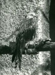 En rød glente siddende på en gren i London Zoo i 1924