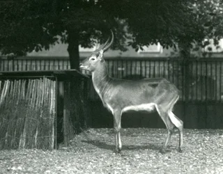 A Red Lechwe i London Zoo, juli 1924