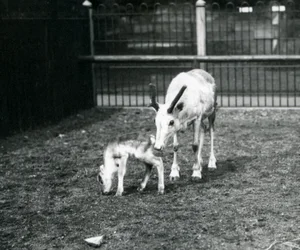 Et rensdyr med sin kalv i London Zoo, marts 1914