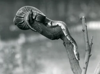 En RoyalBall Python på vej ned ad en gren i London Zoo i oktober 1925