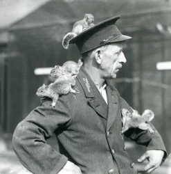 En andenklasses vogter med fire unge grå egern, der klatrer på sin uniformshat og jakke, London Zoo