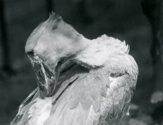 En skonæb, der pudser sine fjer i London Zoo i 1926