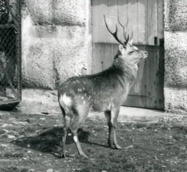 En Sikajapansk plettet kronhjort stående i hans indhegning i London Zoo, august 1927