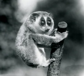 En slank Loris, der holder fast i enden af en filial, London Zoo, august 1926