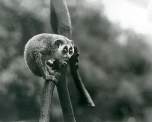 En slank Loris ser ned fra en gren, London Zoo, august 1926