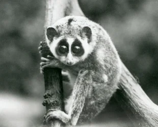 En slank Loris ser ned fra en gren, London Zoo, august 1926