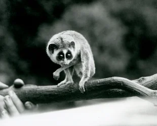 En slank Loris kigger ned fra en gren, som holdes i hånden, London Zoo, august 1926