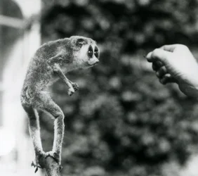 En slank Loris står oprejst på en gren og ser på en vogterhånd, da den bliver tilbudt en melorm, London Zoo, august 1926