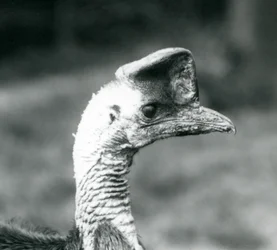 En sydlig kasuar i London Zoo, juni 1925
