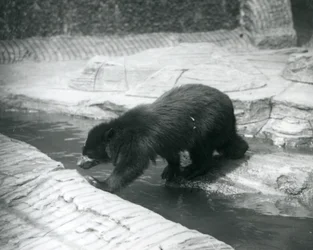 En brillebjørn eller Andesbjørn krydser en å inden for dens indhegning i London Zoo, juli 1925