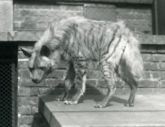 En stribet hyaæne stående på en platform i sin indhegning i London Zoo, juni 1925