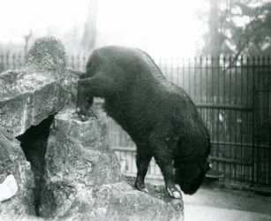 En Takin, også kendt som en kvæggems eller Gnu-ged, der klatrer ned fra klipper, London Zoo