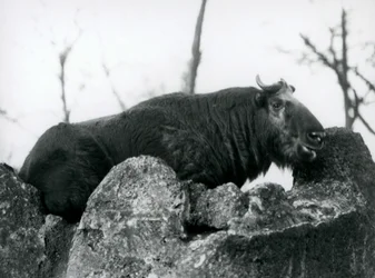 En Takin, også kendt som en gems eller Gnu-ged, hviler på en klippe, London Zoo, 1925