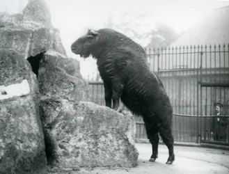 En Takin, også kendt som en kvæggems eller Gnu-ged, der står oprejst med forbenene hvilende på en sten, London Zoo