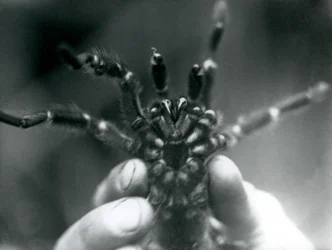 En tarantel, der holdes op for at vise sine hugtænder nedefra, London Zoo, oktober 1925