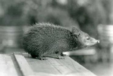 En Tenrec i London Zoo i 1929 (s/h-billede)