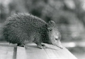 En Tenrec i London Zoo i 1929 (s/h foto)
