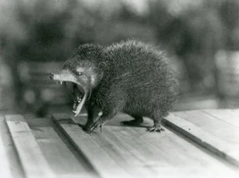 En Tenrec med åben mund, der viser dens brede gab og skarpe tænder, London Zoo