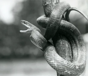 En Texas Rat Snake gabende, mens den er viklet rundt om en næsten lodret gren, London Zoo, august 1928 (s/h foto)