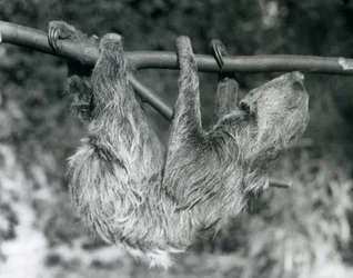 Et to-toed dovendyr hængende fra en afskåret gren, London Zoo, 1927
