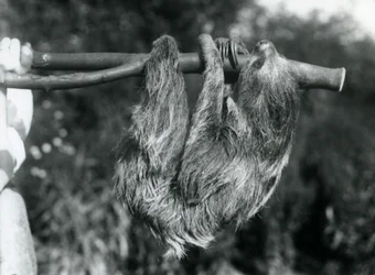 Et to-toed dovendyr hængende fra en afskåret gren, som holdes af en vogter, London Zoo, 1925