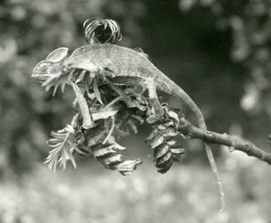 En sløret eller Yemenisk kamæleon for enden af en grøn gren i London Zoo, juni 1924