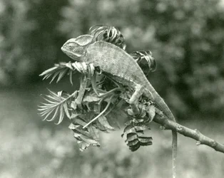 En sløret eller Yemenisk kamæleon for enden af en grøn gren i London Zoo, juni 1924