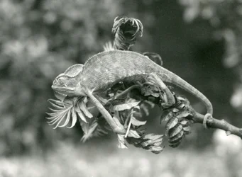 En hjelmkamæleon eller yemenkamæleon holder fast i enden af en bladklædt gren med sin gribehale, London Zoo, juni 1924