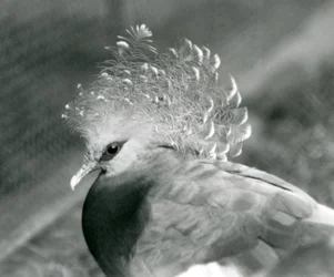 En Victoria Crowned Pigeon i London Zoo i september 1927