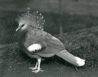 En Victoria Crowned Pigeon stående på jorden i London Zoo i september 1927