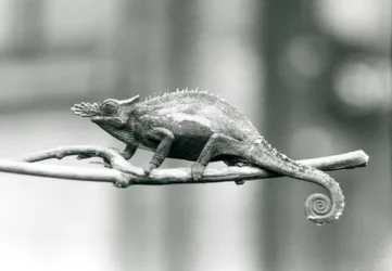 En West Usambara to-hornet kamæleon, London Zoo, 1927