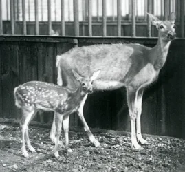 En hun af virginiahalehjort med sin kalv i London Zoo i august 1927