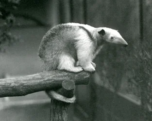 En ung nordlig tamandua sidder for enden af en gren og holder fast med sin gribehale, London Zoo, 24. april 1925