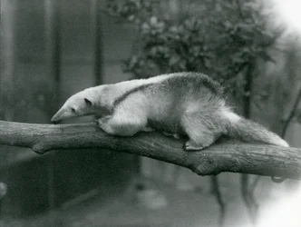 En ung Collared Tamandua, der går langs en gren i London Zoo, 24. april 1925