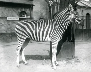En zebra står i folden uden for Zebra House i London Zoo i 1925 (s/h foto)