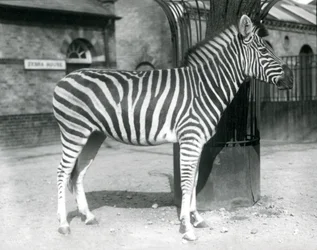 En zebra står i folden uden for zebrahuset i London Zoo i 1925