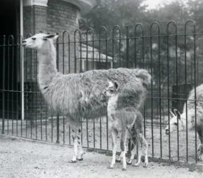 En baby Lama eller Cria med sin mor i London Zoo, 1926