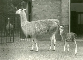 En baby Lama eller Cria med sin mor i London Zoo, 1927