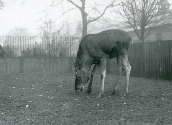 En elgtyr står i sin indhegning og bøjer sig ned mod græsset, London Zoo, januar 1926